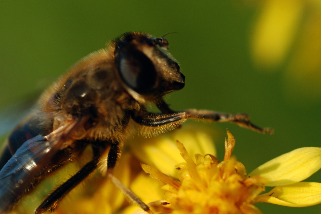 Honeybee Gathering Nectar on Flower