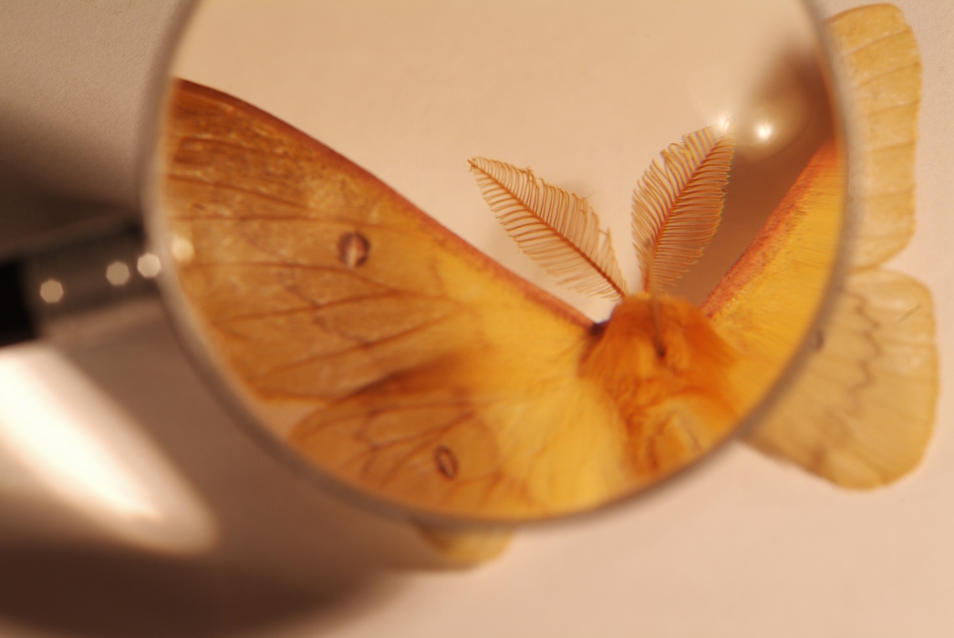 Moth Antennae Under Magnifying Glass
