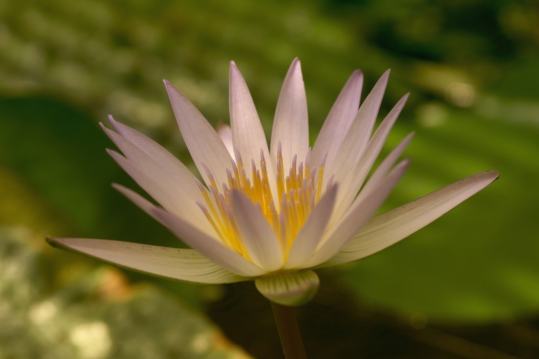 White Petals Water Lily Flower