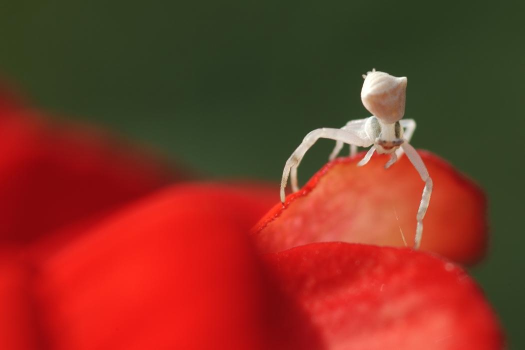 White Spider on Red Petals