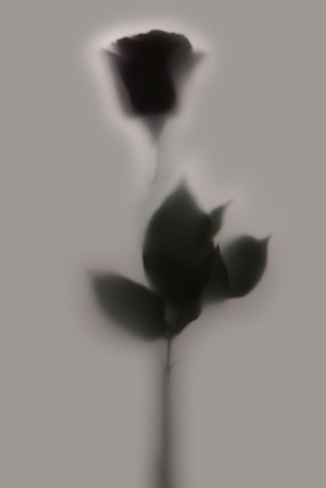 Flowering Rose