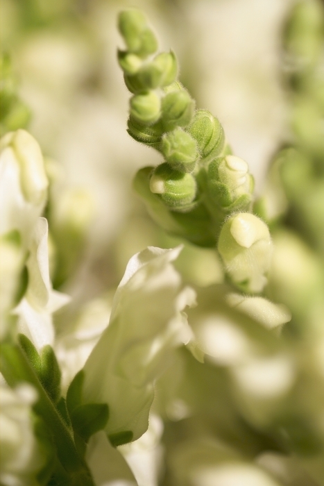 White Flower Petals with Blooms