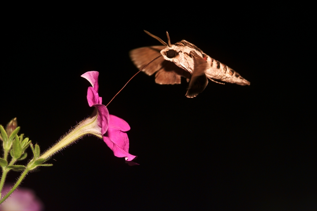 Moth Sucking Nectar in the Darkness from Flower