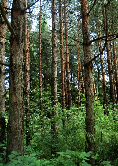 Pine Tree Forest