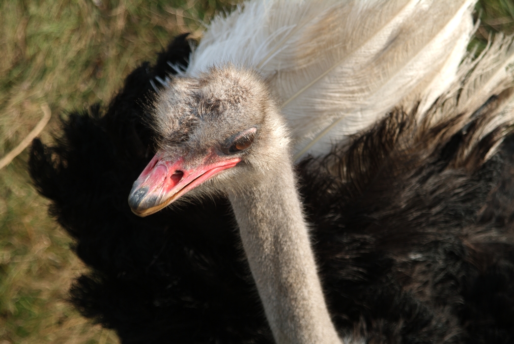 Ostrich Head