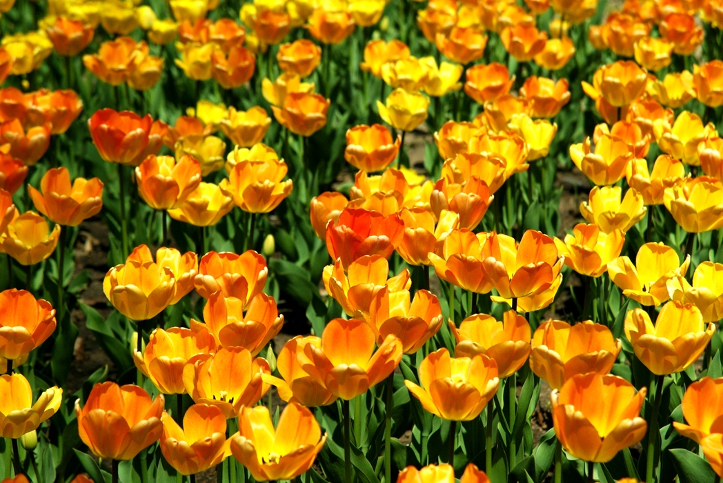 Spring Yellow Tulips in Bloom