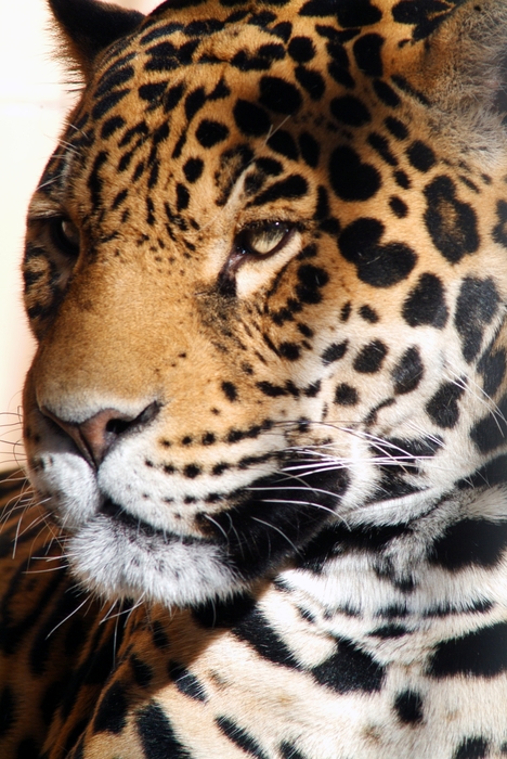 Leopard Cat Head