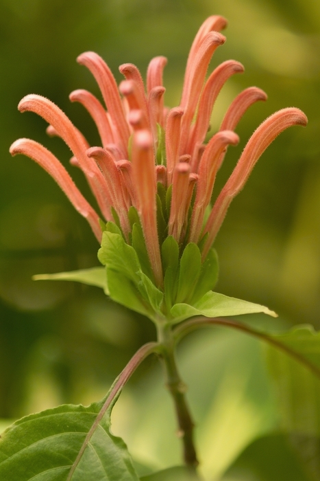 Pink Flower