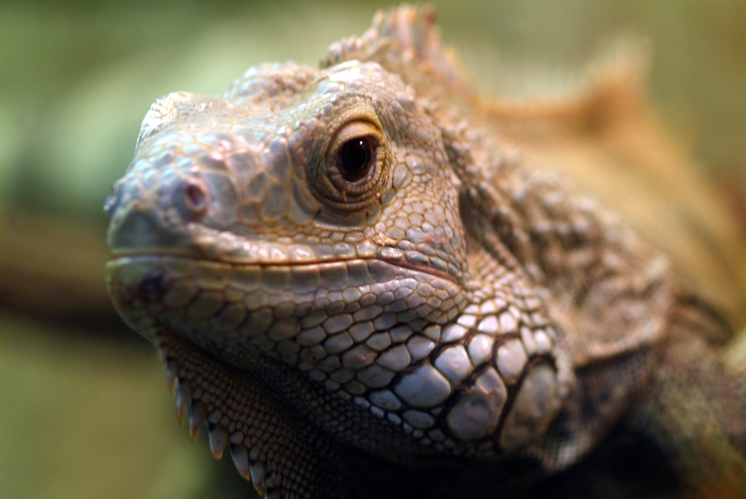 Iguana Close-Up