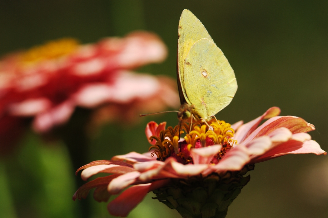 Butterfly Sucking Nectar from Flower