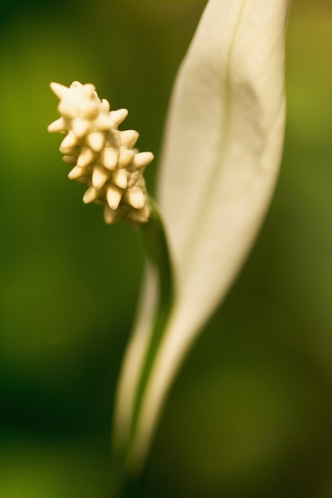 White Flower Pistil with Single Leaf