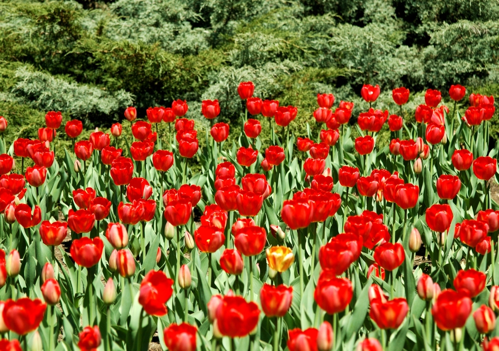 Spring Red Tulips in Bloom