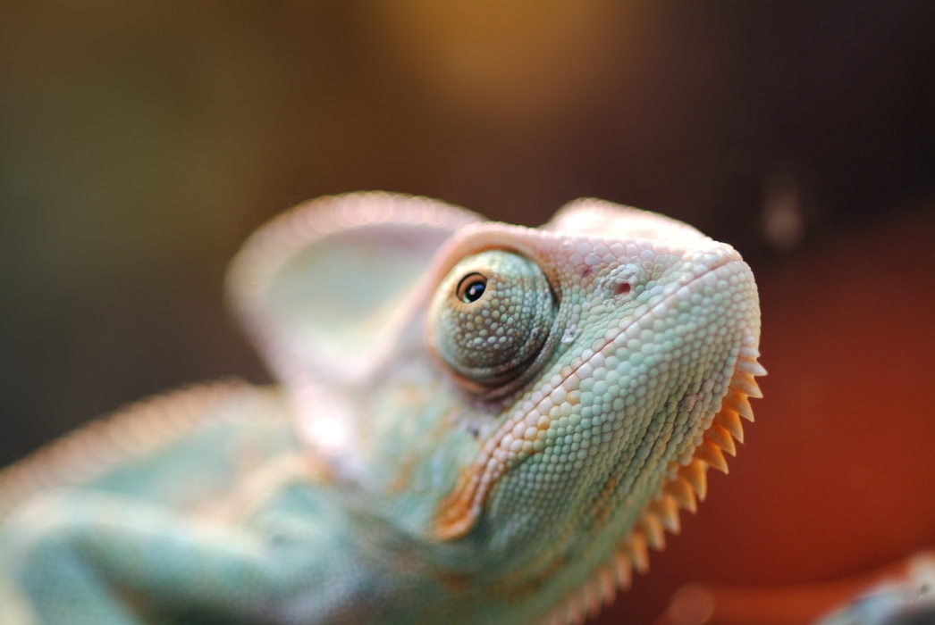 Chameleon Eye Spots a Meal