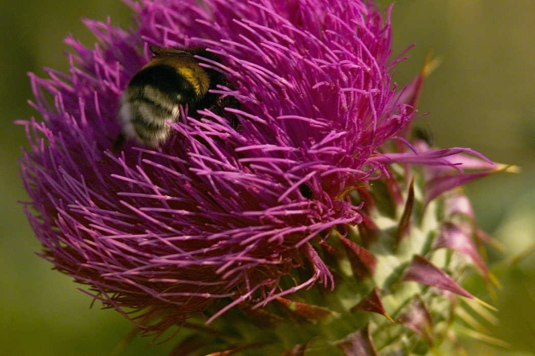 Bee Collecting Pollen From Flower