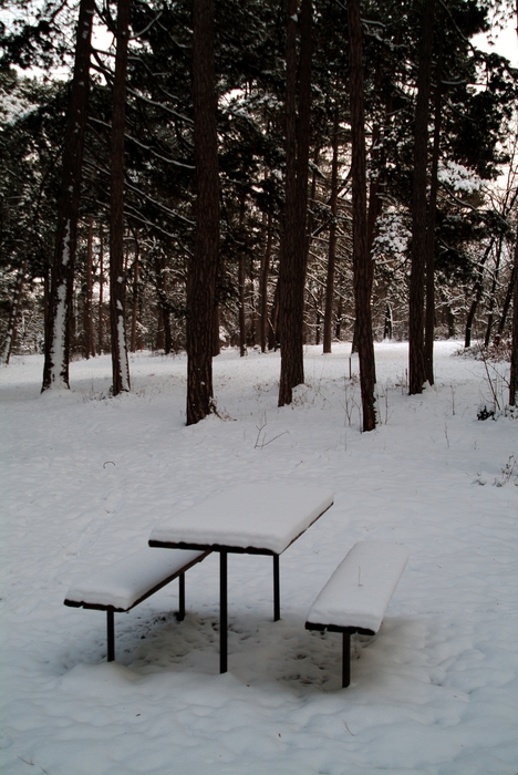 Winter Snow Covers Picnic Tables in Pine Forest