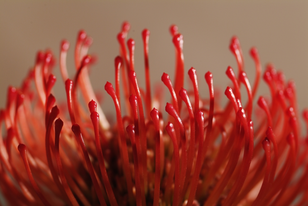 Red Flower Stamen 