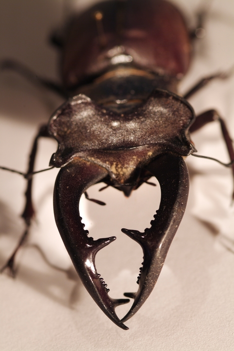 Stag Beetle