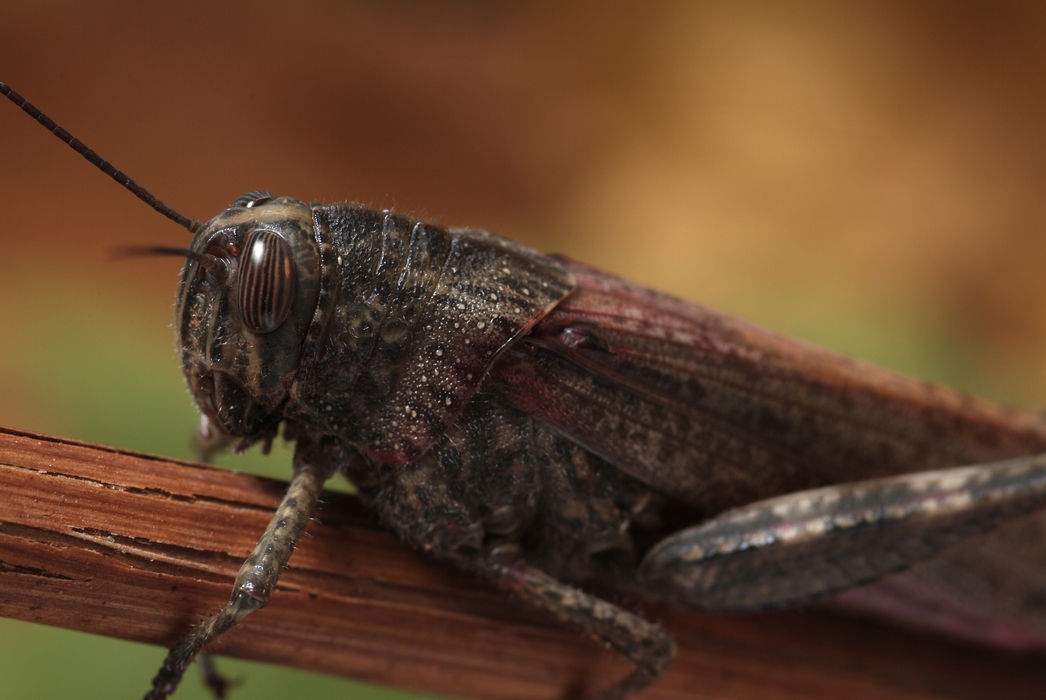 Grasshopper Close-Up on Plant