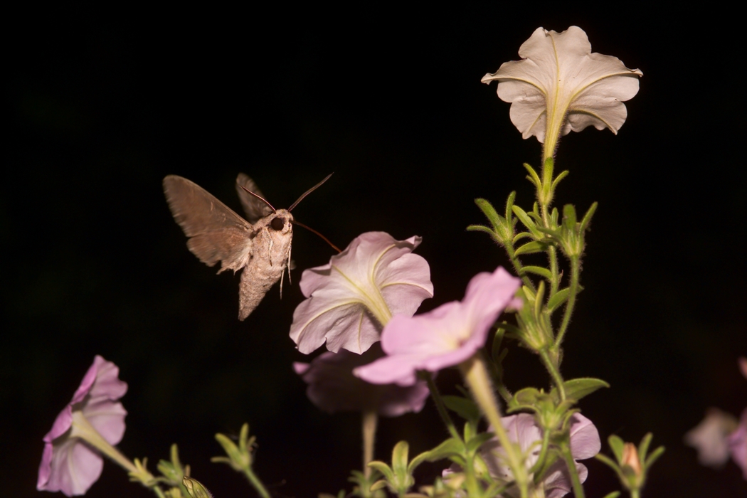 Moth Sucking Nectar in the Darkness from Flower