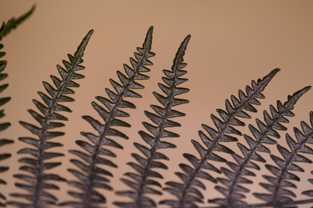 Fern Leaves