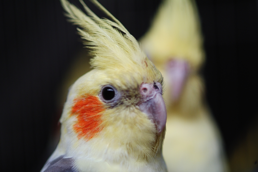 Two Parakeets