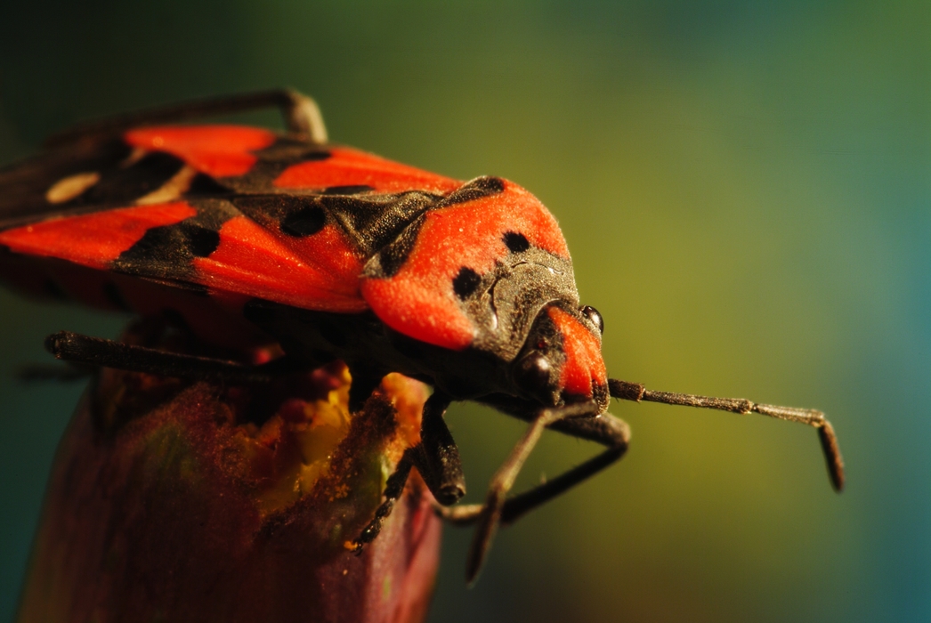 Flying Insect with Red Wings and Black Spots