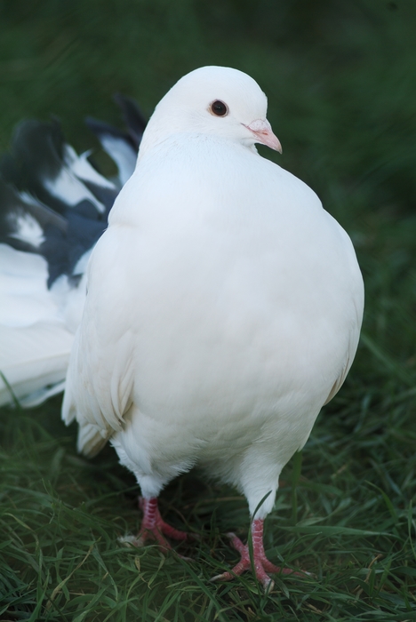 White Pidgeon