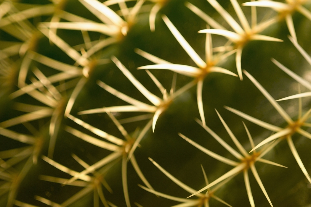 Cactus Spines