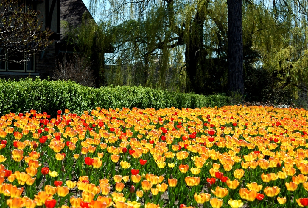 Spring Yellow and Red Tulips in Bloom