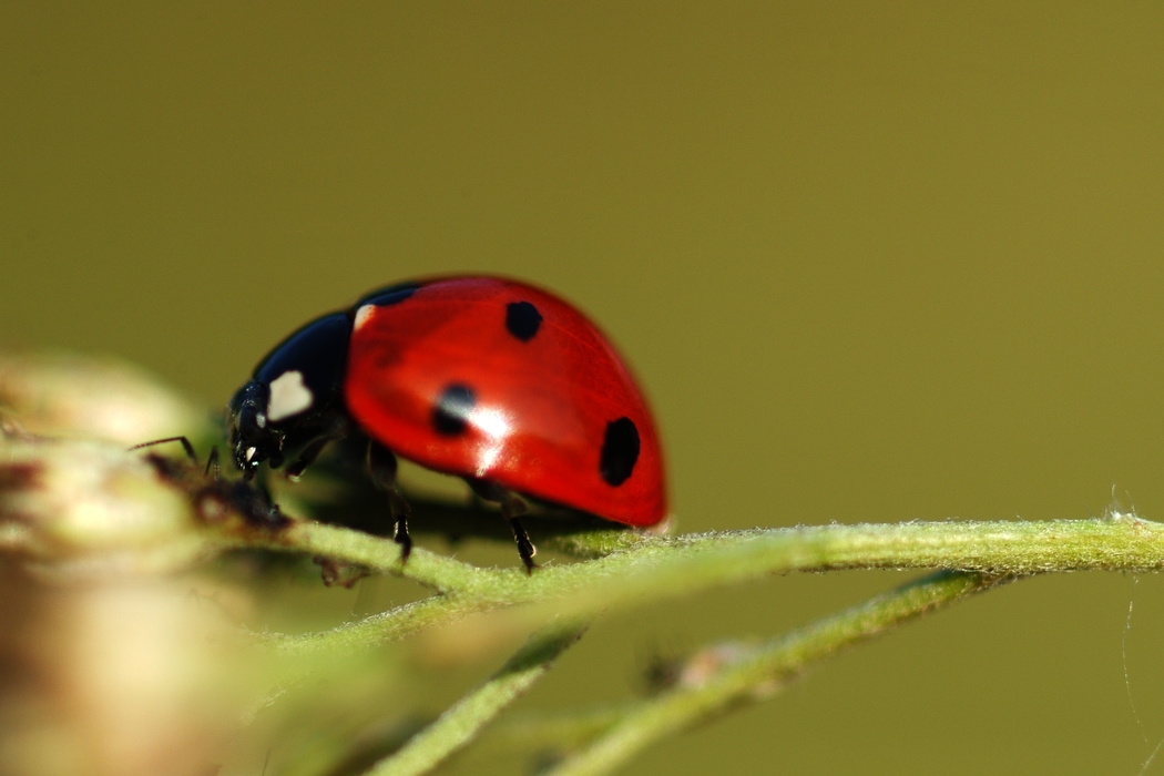 Ladybug Feeding on Plant