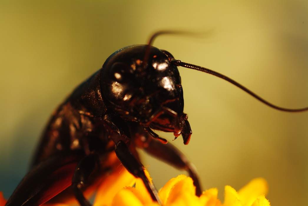 Ominous Black Insect Sucking Back Nectar