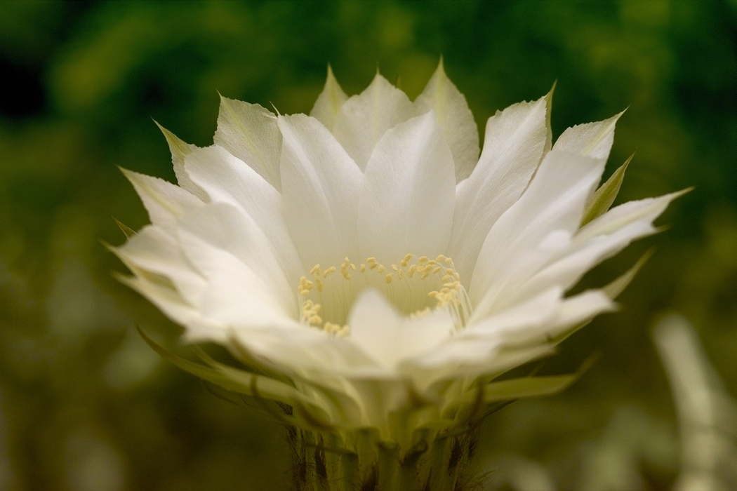 White Flower Petals Opening