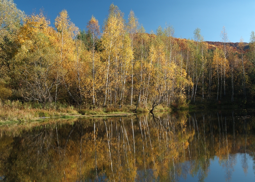 Fall Leaves Turning Color