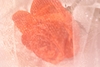 B8wsnsjua wb043209