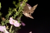5dx9msoyj5 wb042681