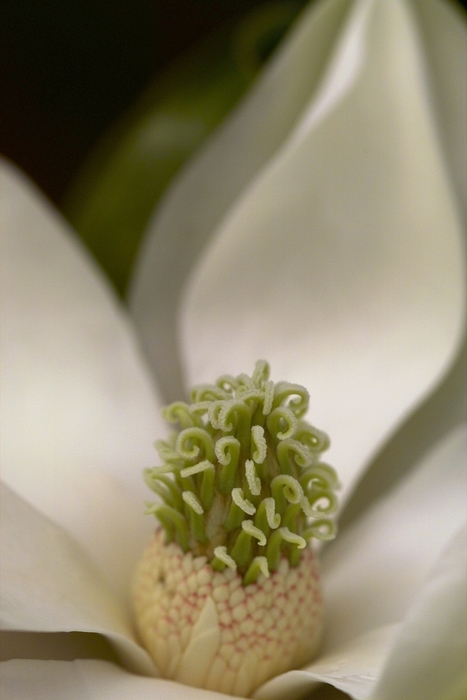 White Petal Flower with Many Stamen