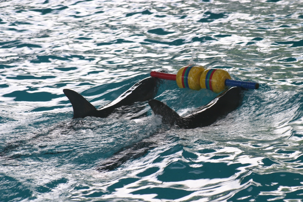 Dolphins Performing
