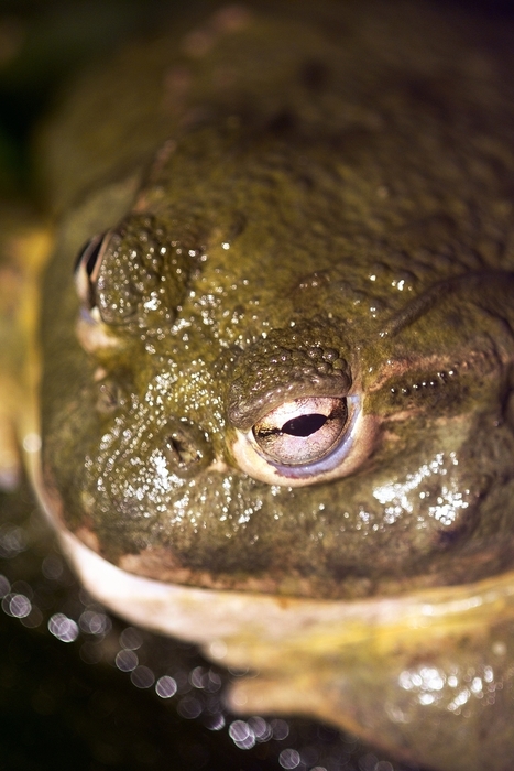 Toad Head