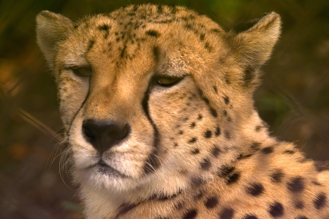 Cheetah Relaxes