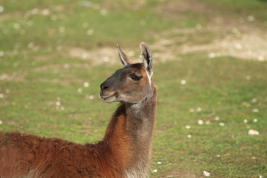 South American  Llama