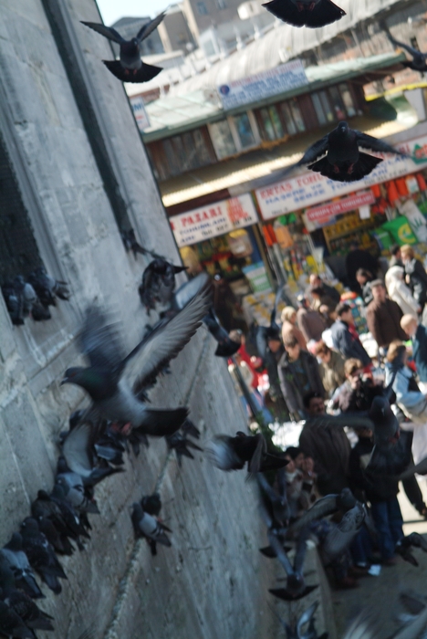 Pigeons Landing on Yeni Mosque, Istanbul, Turkey