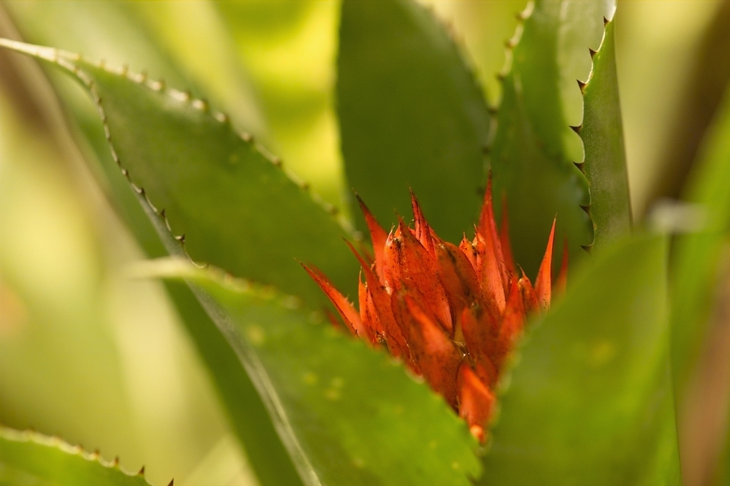 Succulent Leaves with Spines and Flower