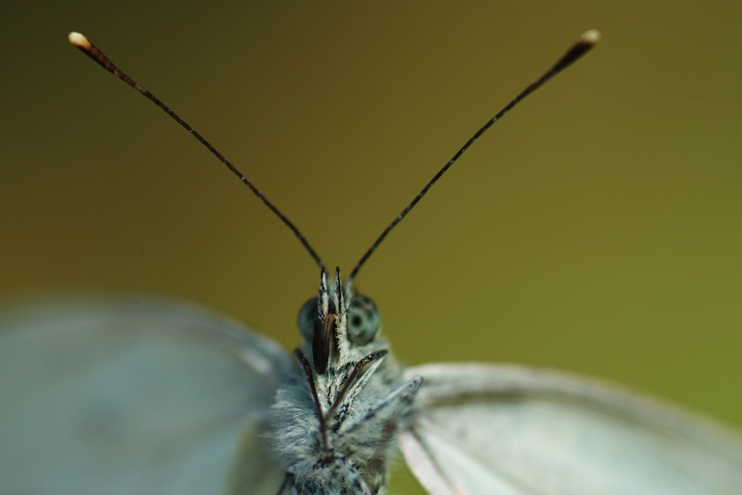 Moth Close-Up Antennae