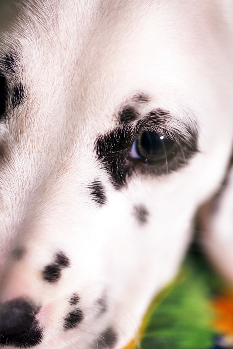 Dalmatian Dog's Eyes and Snout
