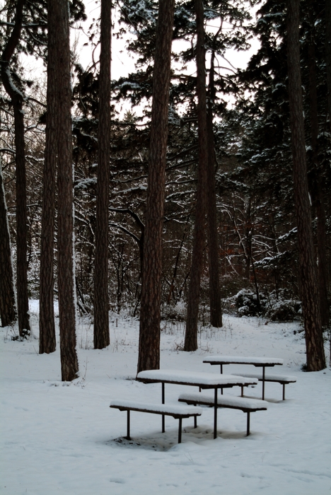 Winter Scene with Picnic Tables and Pine Forest