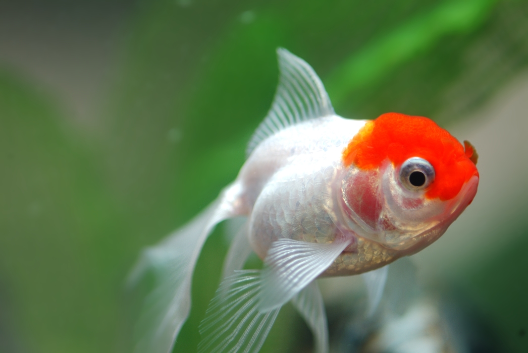 Red Cap Oranda Goldfish