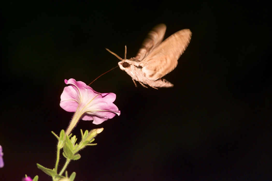 Moth Sucking Nectar in the Darkness from Flower