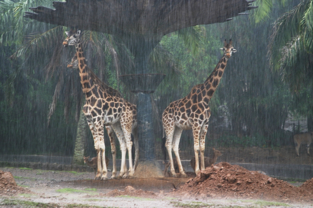 Giraffes Take Shelter in the Rain