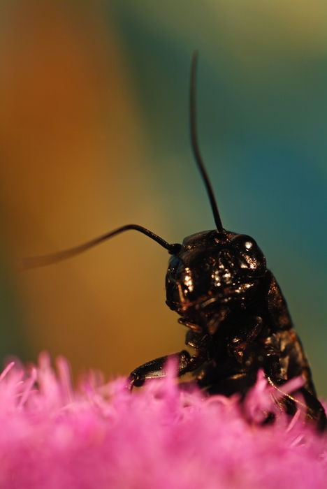 Ominous Black Insect Sucking Back Nectar