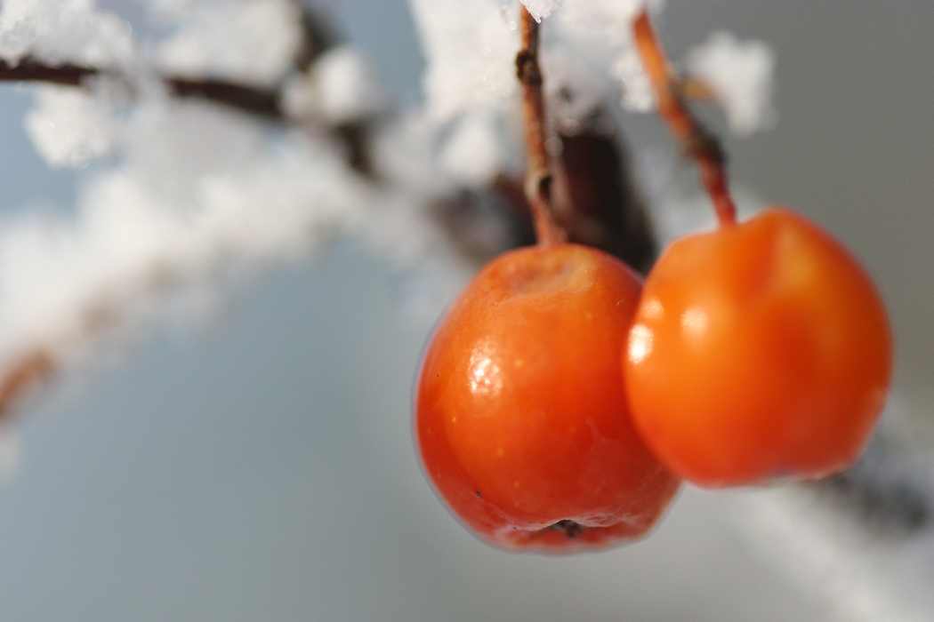 Winter Scene Snow with Berries
